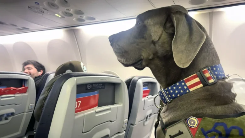 Maverick the Dog Steals the Show During Safety Briefing (Passengers Couldn’t Stop Laughing)