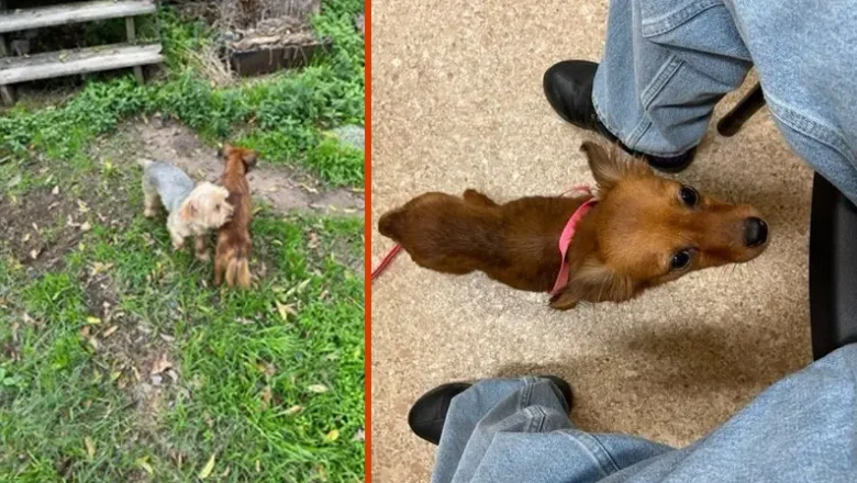 Penny from the Side of the Road: A Rescue Story