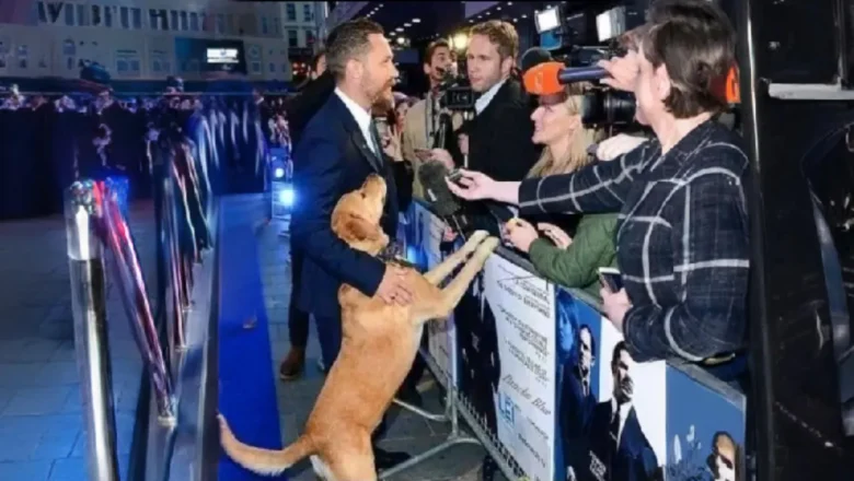 Tom Hardy’s Dog Woody Steals the Show: Actor Brings Rescue Dog to Movie Premiere
